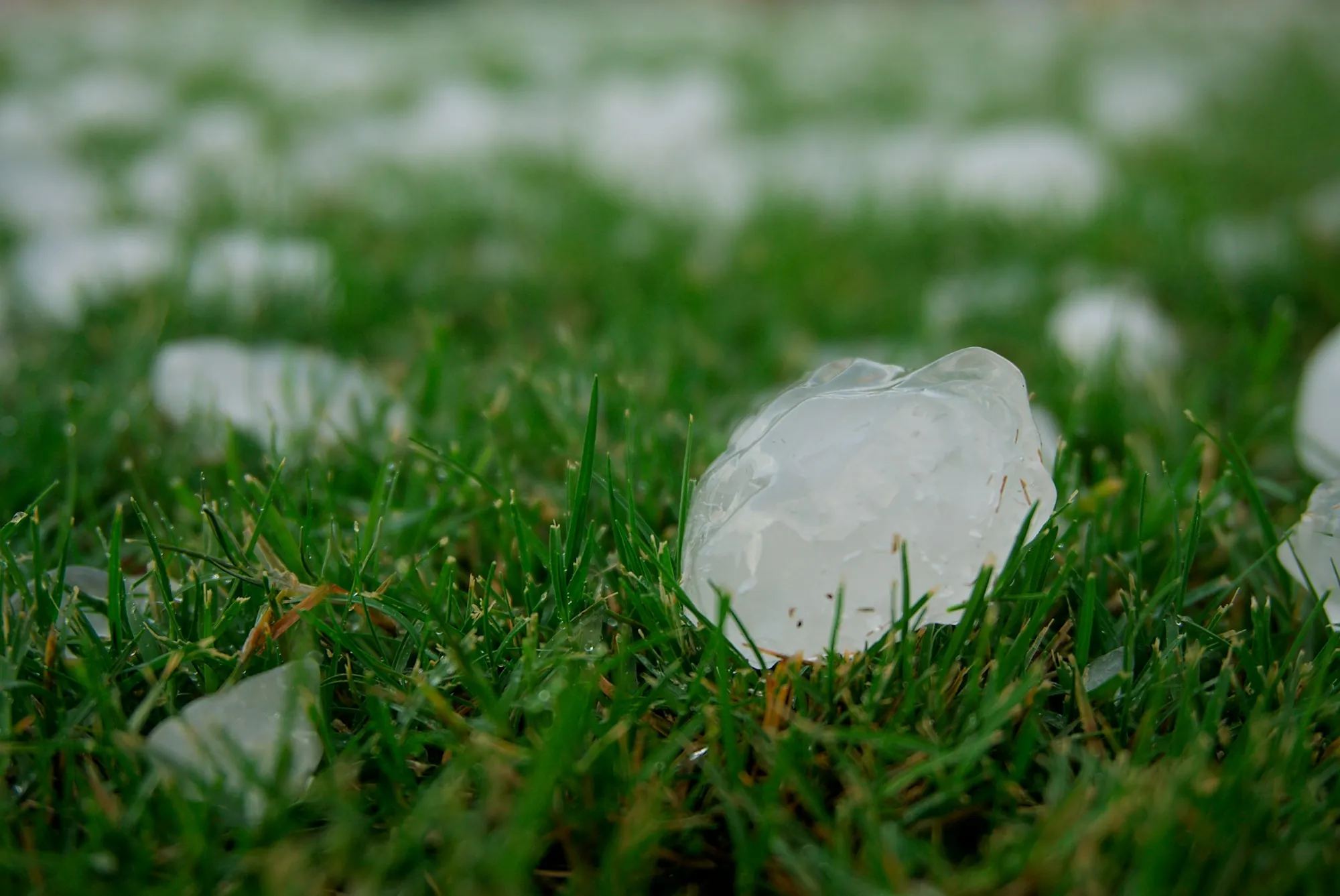 Large hailstone resting in green grass
